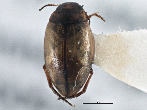 (Hygrotus marklini - BIOUG09881-F02)  @14 [ ] CreativeCommons - Attribution (2014) CBG Photography Group Centre for Biodiversity Genomics