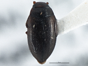  ( - BIOUG09881-F09)  @11 [ ] CreativeCommons - Attribution (2014) CBG Photography Group Centre for Biodiversity Genomics