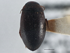  ( - BIOUG09881-H08)  @13 [ ] CreativeCommons - Attribution (2014) CBG Photography Group Centre for Biodiversity Genomics