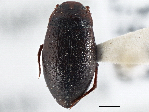  ( - BIOUG09881-H10)  @13 [ ] CreativeCommons - Attribution (2014) CBG Photography Group Centre for Biodiversity Genomics
