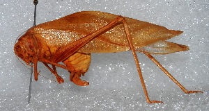 (Microcentrum marginatum - MACN-Bar-Ins-ct 06300)  @11 [ ] Copyright (2015) MACN Museo Argentino de Ciencias Naturales 'Bernardo Rivadavia'