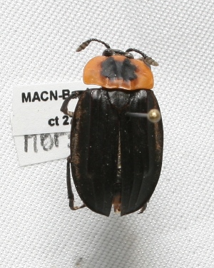  (Silphidae - MACN-Bar-Ins-ct 00276)  @13 [ ] Copyright (2012) MACN Museo Argentino de Ciencias Naturales "Bernardino Rivadavia"