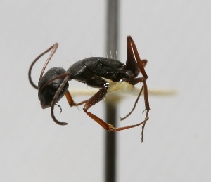  (Camponotus morosus - MACN-Bar-Ins-ct 00389)  @14 [ ] Copyright (2011) MACN Museo Argentino de Ciencias Naturales 