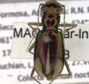  (Tetracha fulgida - MACN-Bar-Ins-ct 05159)  @11 [ ] Copyright (2014) MACN Museo Argentino de Ciencias Naturales 'Bernardo Rivadavia'