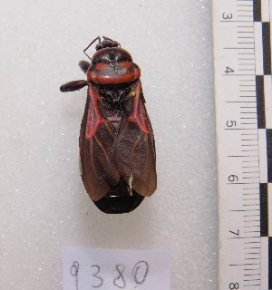  (Brontostoma fraternum - MACN-Bar-Ins-ct 09380)  @11 [ ] Copyright (2024) MACN Museo Argentino de Ciencias Naturales "Bernardino Rivadavia"