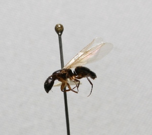  (Camponotus geralensis - MACN-Bar-Ins-ct 626)  @12 [ ] Copyright (2011) MACN Museo Argentino de Ciencias Naturales "Bernardino Rivadavia"