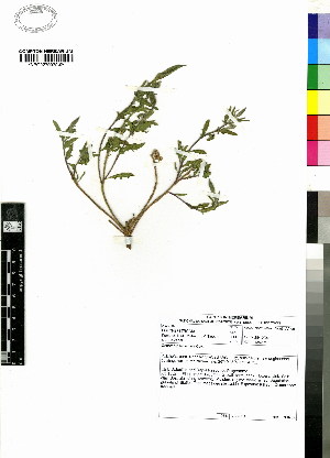  (Oenothera tetraptera - KMS-0099)  @11 [ ] CreativeCommons - Attribution Non-Commercial Share-Alike (2012) Mamadi Theresa Sethusa University of Johannesburg