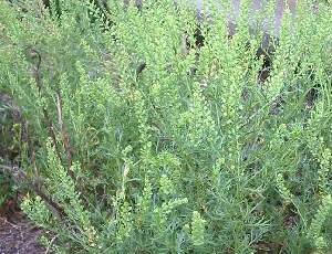  (Foeniculum vulgare var. vulgare - NMMU_0059)  @11 [ ] CreativeCommons - Attribution Non-Commercial Share-Alike (2013) Mamadi Theresa Sethusa University of Johannesburg