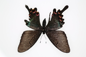  (Papilio syfanius - SDNU-INS-01600)  @11 [ ] CreativeCommons - Attribution Non-Commercial Share-Alike (2020) Tengteng Liu Shandong Normal University