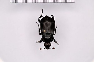  (Nicrophorus concolor - SDNU-INS-01711)  @11 [ ] CreativeCommons - Attribution Non-Commercial Share-Alike (2021) Tengteng Liu Shandong Normal University