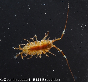  (Iathrippa sarsi - ISO_A_0077)  @11 [ ] Unspecified (default): All Rights Reserved  Quentin Jossart - B121 expedition Universite Libre de Bruxelles - Marine Biology Lab