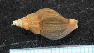  (Pareuthria fuscata - NIWA_141644.1)  @11 [ ] CreativeCommons - Attribution Share-Alike (2025) Unspecified Universite de Bourgogne, Biogeosciences