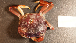  (Hemigrapsus sexdentatus - NZ24_COS_MID_Q1.1_BRA_A)  @11 [ ] CreativeCommons - Attribution Share-Alike (2025) Unspecified Universite de Bourgogne, Biogeosciences