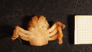  (Petrolisthes elongatus - NZ24_COS_MID_Q2.2_ANO_A)  @11 [ ] CreativeCommons - Attribution Share-Alike (2025) Unspecified Universite de Bourgogne, Biogeosciences