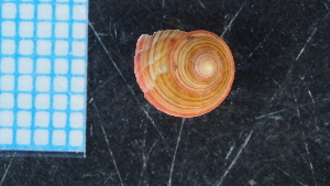  (Coelotrochus - UOTA-HC-AI-05)  @11 [ ] CreativeCommons - Attribution Share-Alike (2025) Unspecified Universite de Bourgogne, Biogeosciences
