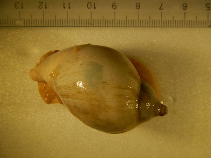  (Adelomelon ferrussacii - CNP-INV 049)  @13 [ ] Copyright (2013) Unspecified CENPAT