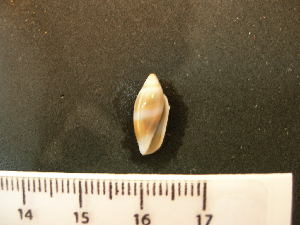  ( - CNP-INV 1641 _1)  @11 [ ] Copyright (2013) Unspecified CENPAT