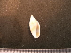  ( - CNP-INV 1643 _1)  @11 [ ] Copyright (2013) Unspecified CENPAT