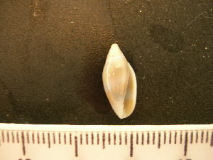  ( - CNP-INV 1645 _1)  @11 [ ] Copyright (2013) Unspecified CENPAT