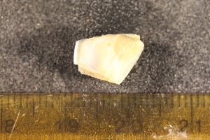  ( - CNP-INV-1551)  @11 [ ] Copyright (2013) Unspecified CENPAT