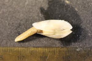  (Barnea lamellosa - CNP-INV-1515)  @11 [ ] Copyright (2013) Unspecified CENPAT