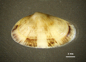  ( - BGE_00648_A04)  @11 [ ] CreativeCommons Attribution Non-Commercial (2024) Stefania Klayn Bulgarian Academy of Sciences, Institute of Biodiversity and Ecosystem Research
