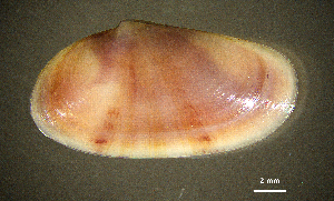  ( - BGE_00648_A06)  @11 [ ] CreativeCommons Attribution Non-Commercial (2024) Stefania Klayn Bulgarian Academy of Sciences, Institute of Biodiversity and Ecosystem Research