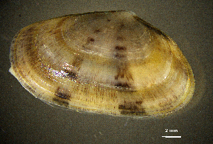  ( - BGE_00648_A11)  @11 [ ] CreativeCommons Attribution Non-Commercial (2024) Stefania Klayn Bulgarian Academy of Sciences, Institute of Biodiversity and Ecosystem Research
