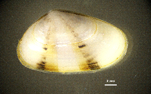  ( - BGE_00648_B01)  @11 [ ] CreativeCommons Attribution Non-Commercial (2024) Stefania Klayn Bulgarian Academy of Sciences, Institute of Biodiversity and Ecosystem Research