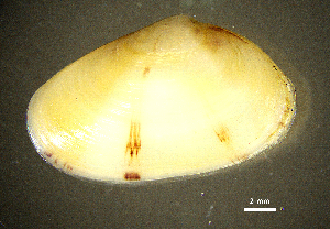 ( - BGE_00648_B02)  @11 [ ] CreativeCommons Attribution Non-Commercial (2024) Stefania Klayn Bulgarian Academy of Sciences, Institute of Biodiversity and Ecosystem Research