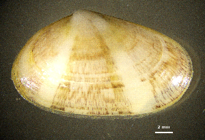  ( - BGE_00648_B06)  @11 [ ] CreativeCommons Attribution Non-Commercial (2024) Stefania Klayn Bulgarian Academy of Sciences, Institute of Biodiversity and Ecosystem Research