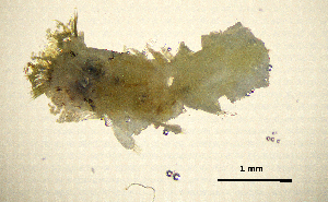  (Sabellaria taurica - BGE_00650_B12)  @11 [ ] CreativeCommons Attribution Non-Commercial (2024) Stefania Klayn Bulgarian Academy of Sciences, Institute of Biodiversity and Ecosystem Research