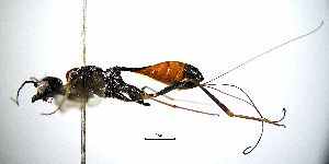  ( - BGE_00625_A02)  @11 [ ] CreativeCommons - Attribution Share - Alike (2025) Unspecified Unspecified