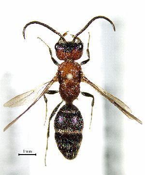  ( - BGE_00625_B05)  @11 [ ] CreativeCommons - Attribution Share - Alike (2025) Unspecified Unspecified