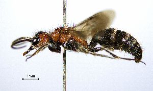  ( - BGE_00625_B05)  @11 [ ] CreativeCommons - Attribution Share - Alike (2025) Unspecified Unspecified