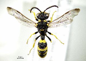  ( - BGE_00625_C04)  @11 [ ] CreativeCommons - Attribution Share - Alike (2025) Unspecified Unspecified