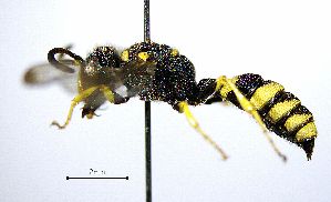  ( - BGE_00625_C04)  @11 [ ] CreativeCommons - Attribution Share - Alike (2025) Unspecified Unspecified