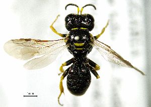  (Lindenius anatolicus - BGE_00625_D03)  @11 [ ] CreativeCommons - Attribution Share - Alike (2025) Unspecified Unspecified