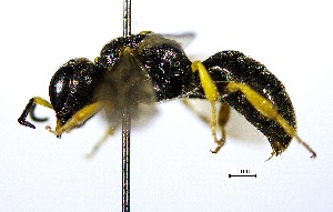  ( - BGE_00625_D03)  @11 [ ] CreativeCommons - Attribution Share - Alike (2025) Unspecified Unspecified