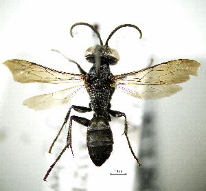  ( - BGE_00625_D04)  @11 [ ] CreativeCommons - Attribution Share - Alike (2025) Unspecified Unspecified