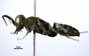  ( - BGE_00625_D04)  @11 [ ] CreativeCommons - Attribution Share - Alike (2025) Unspecified Unspecified