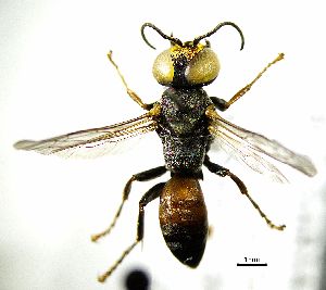  ( - BGE_00625_D05)  @11 [ ] CreativeCommons - Attribution Share - Alike (2025) Unspecified Unspecified