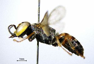  ( - BGE_00625_D05)  @11 [ ] CreativeCommons - Attribution Share - Alike (2025) Unspecified Unspecified