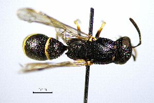  (Microdynerus mirandus - BGE_00625_D11)  @11 [ ] CreativeCommons - Attribution Share - Alike (2025) Unspecified Unspecified