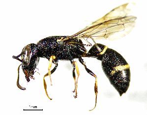  ( - BGE_00625_D11)  @11 [ ] CreativeCommons - Attribution Share - Alike (2025) Unspecified Unspecified