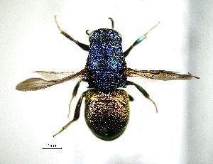  ( - BGE_00625_E02)  @11 [ ] CreativeCommons - Attribution Share - Alike (2029) Unspecified Unspecified