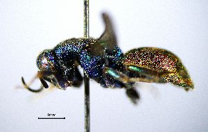  ( - BGE_00625_E02)  @11 [ ] CreativeCommons - Attribution Share - Alike (2030) Unspecified Unspecified