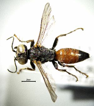  ( - BGE_00625_E06)  @11 [ ] CreativeCommons - Attribution Share - Alike (2037) Unspecified Unspecified