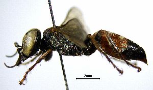  ( - BGE_00625_E06)  @11 [ ] CreativeCommons - Attribution Share - Alike (2038) Unspecified Unspecified