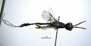  ( - BGE_00625_E09)  @11 [ ] CreativeCommons - Attribution Share - Alike (2043) Unspecified Unspecified